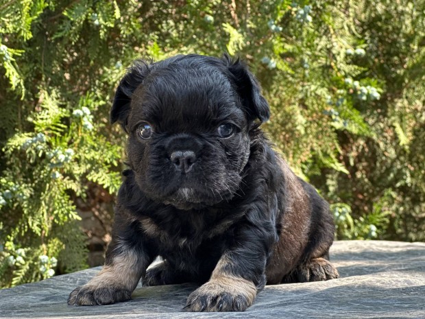 Francia bulldog jellegű fiúk