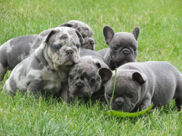 Francia bulldog jellegű gyönyörű kölykök eladók