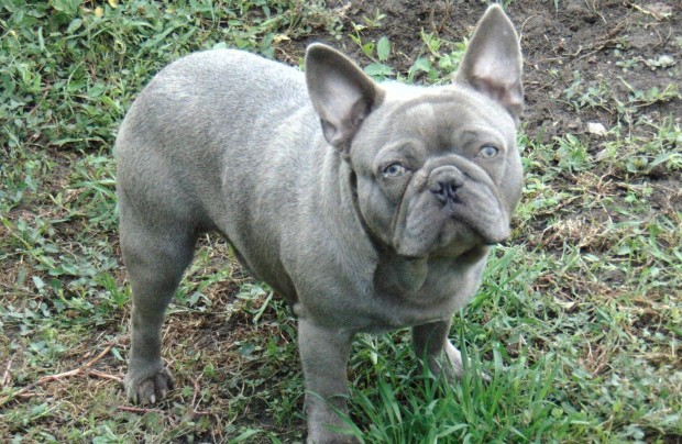 Francia bulldog jelleg kan