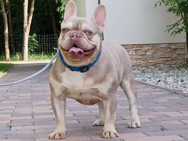 Francia bulldog(jelleg)kan