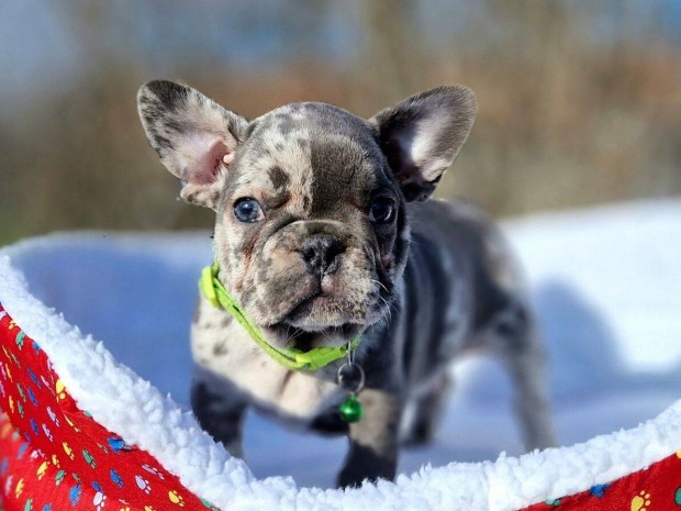 Francia bulldog(jelleg)kanok