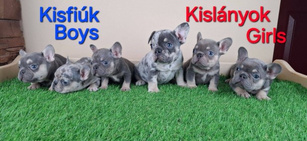 Francia bulldog jelleg kiskutyk