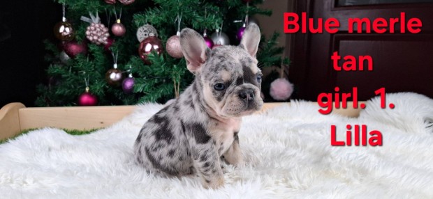 Francia bulldog jelleg kiskutyk