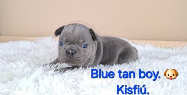 Francia bulldog jelleg kiskutyk