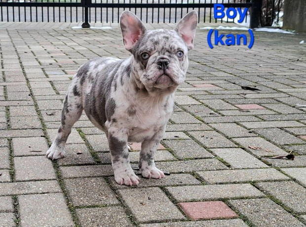 Francia bulldog jelleg kiskutyk