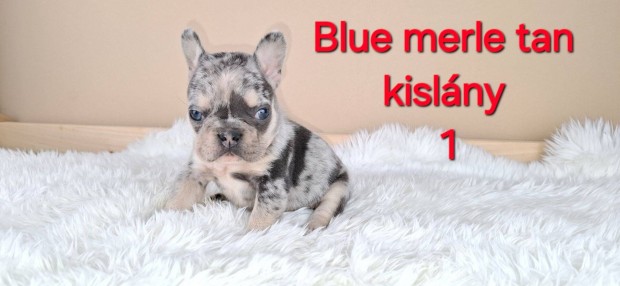 Francia bulldog jelleg kiskutyk