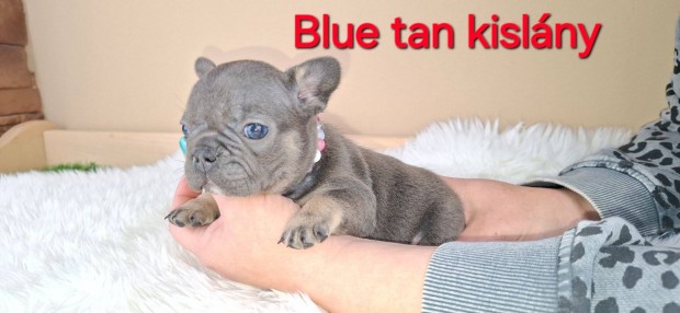 Francia bulldog jelleg kiskutyk