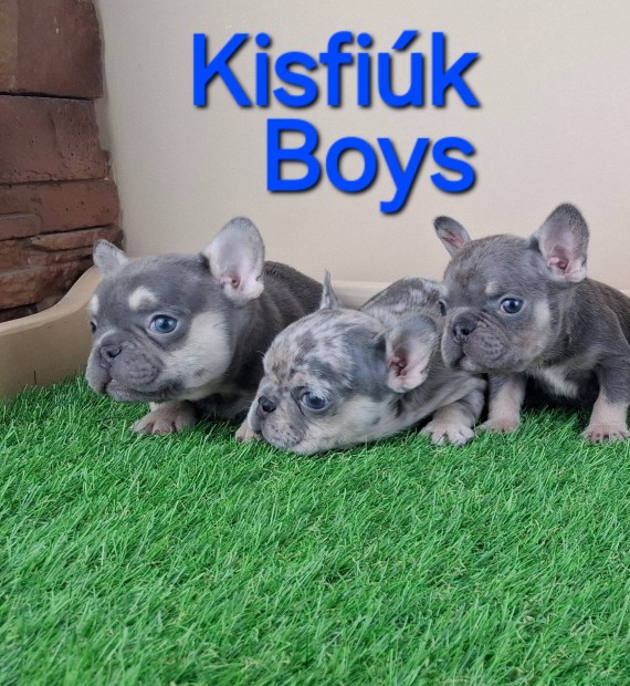 Francia bulldog jelleg kiskutyk