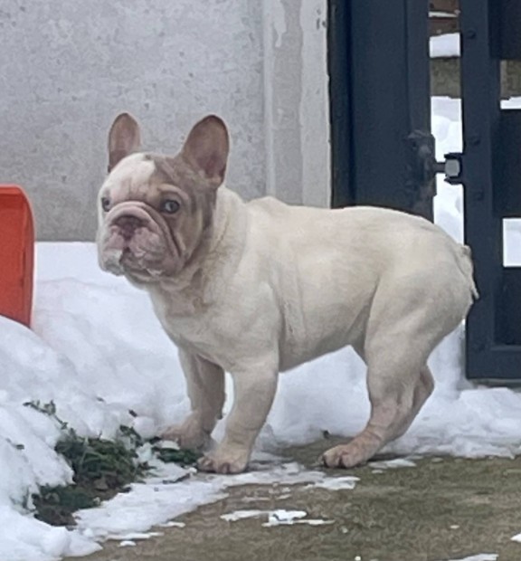 Francia bulldog jelleg� kisl�ny !