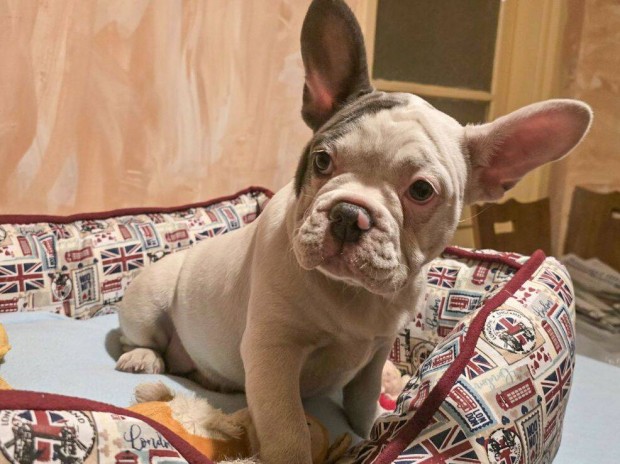 Francia bulldog jellegű kislány eladó