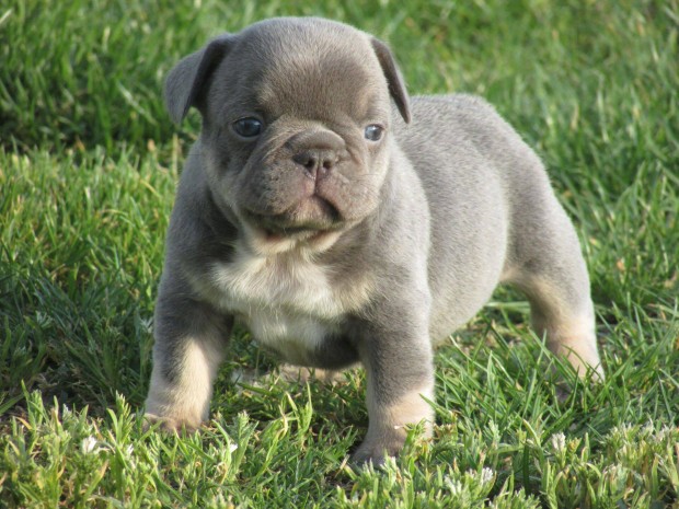 Francia bulldog jellegű kölykök