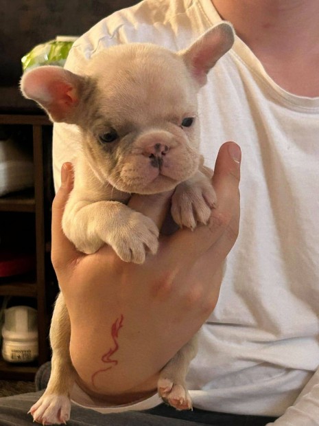 Francia bulldog jelleg klykk