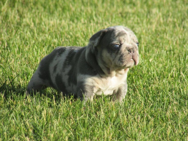 Francia bulldog jellegű kölykök