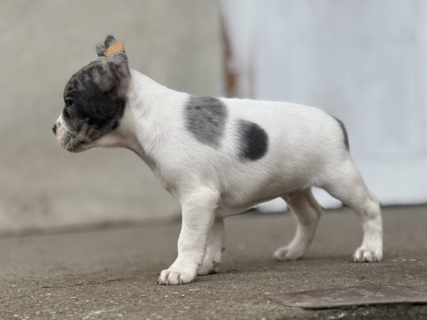 Francia bulldog jelleg klyk kutyusok ingyen elvihet