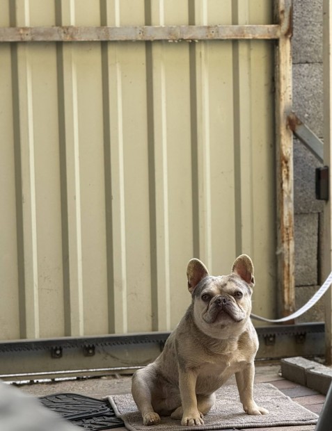 Francia bulldog jellegű kutyus ingyen elvihető