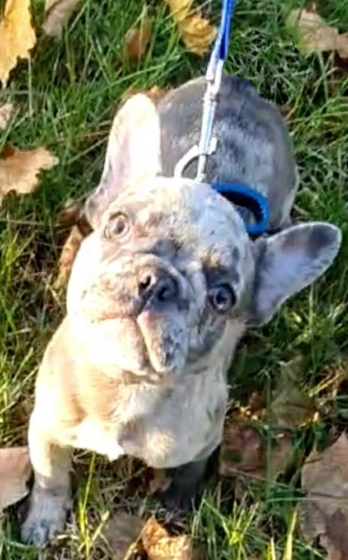 Francia bulldog jelleg merle