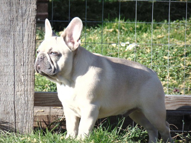 Francia bulldog jelleg nvendk kan