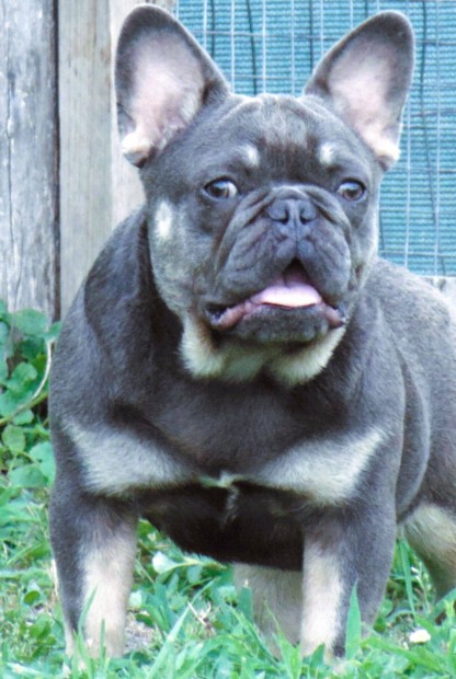 Francia bulldog jelleg lny