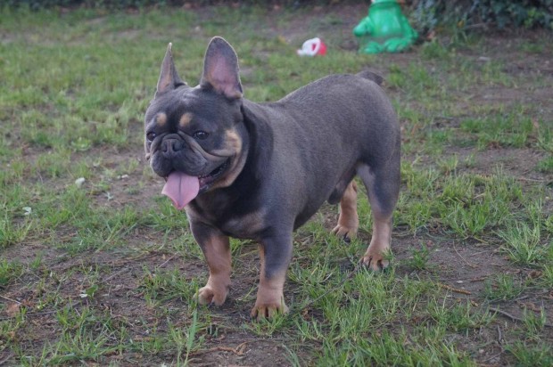 Francia bulldog kan