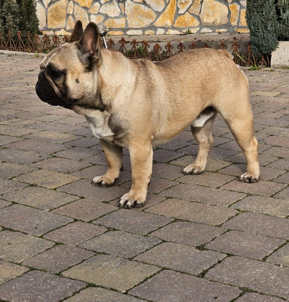 Francia bulldog kan
