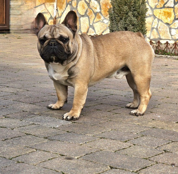 Francia bulldog kan