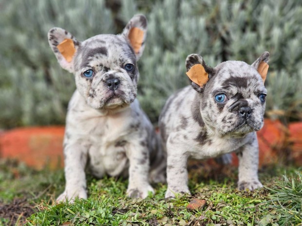 Francia bulldog kk-merle szn minsgi kiskutyk eladak!