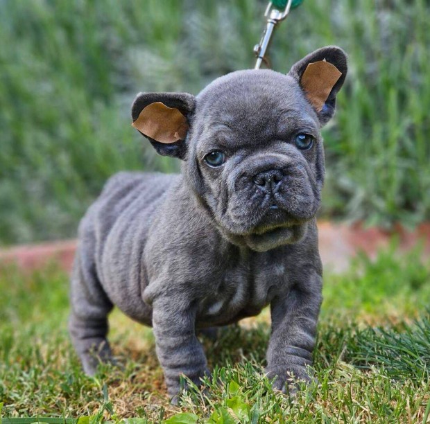 Francia bulldog kék színű csikmentes minöségi kan kiskutya eladó!