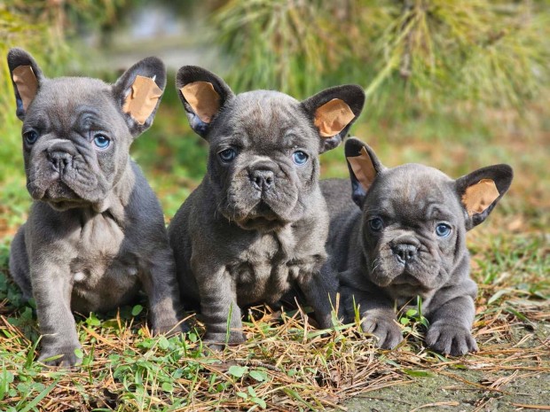 Francia bulldog kk szn csikmentes minsgi kiskutyk eladak!