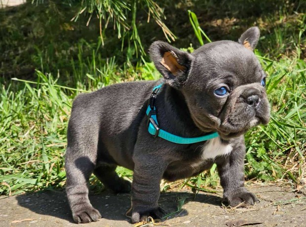 Francia bulldog kék színű csikmentes szuka kiskutya eladó!