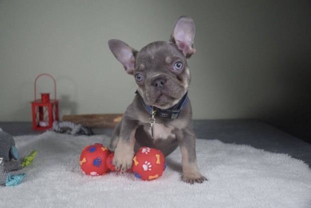 Francia bulldog kisfi