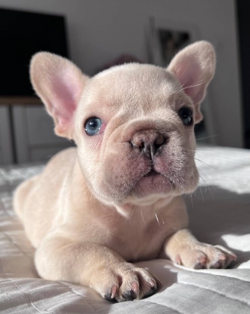 Francia bulldog kiskutya