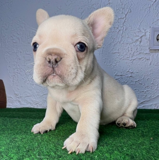 Francia bulldog kiskutya