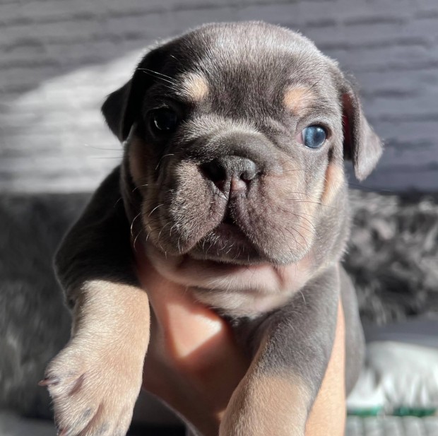 Francia bulldog kiskutya