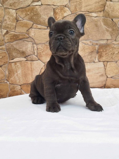 Francia bulldog kiskutyk