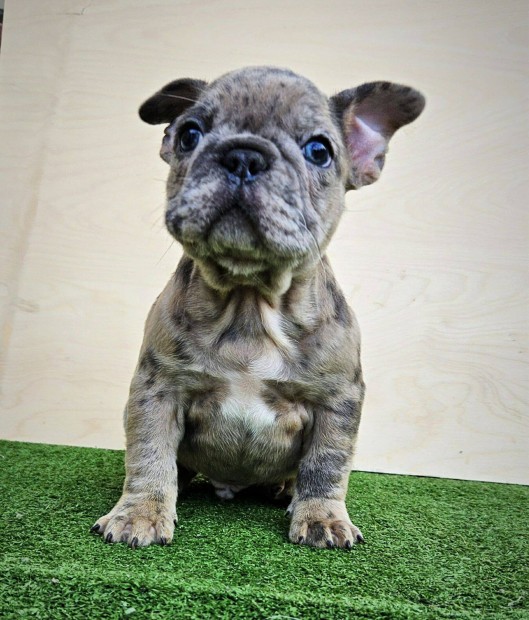 Francia bulldog kiskutyk