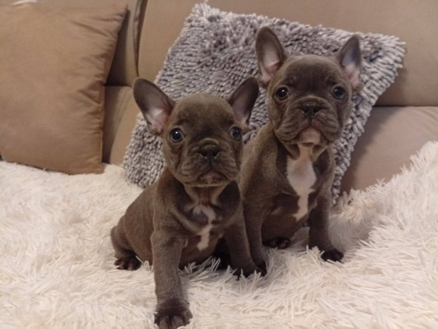 Francia bulldog kiskutyák eladók