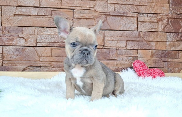 Francia bulldog kisl�ny