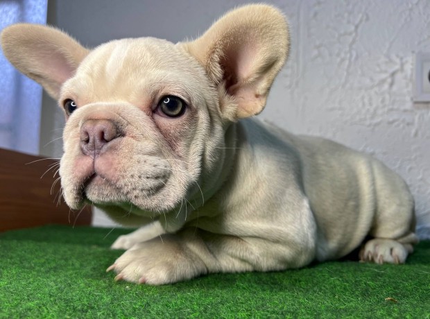 Francia bulldog kutya