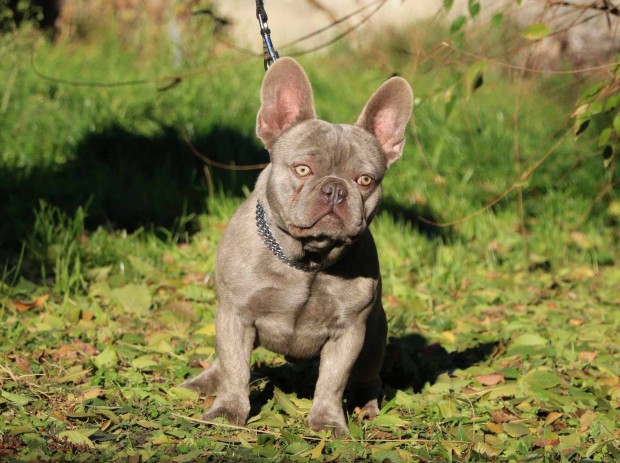 Francia bulldog lila kan