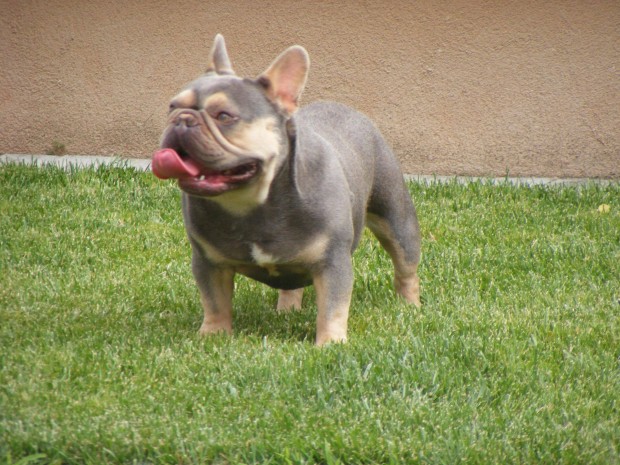 Francia bulldog lila-tan kan