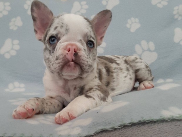 Francia bulldog lilac merle lny , blue fawn merle fi