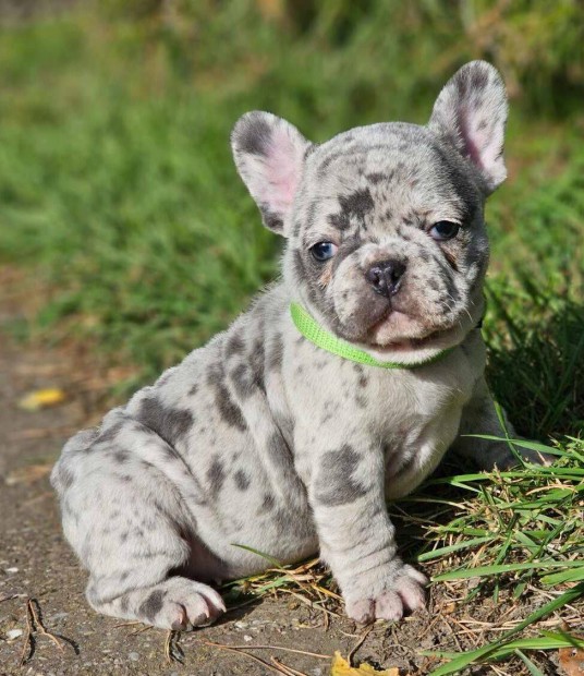 Francia bulldog minsgi kk-merle kislny!