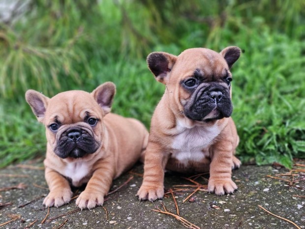 Francia bulldog minöségi vörös színű kiskutyák eladóak!