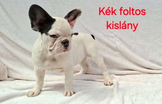 Francia bulldog nvendk kiskutyk