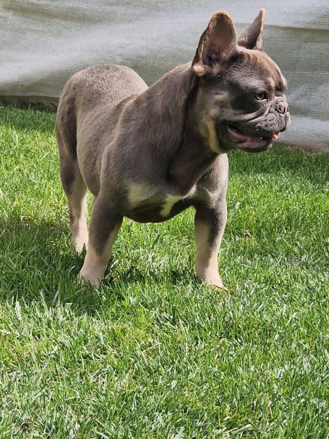 Francia bulldog szuka