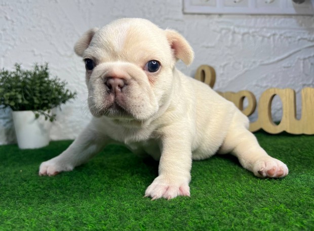 Francia bulldog szuka kiskutya