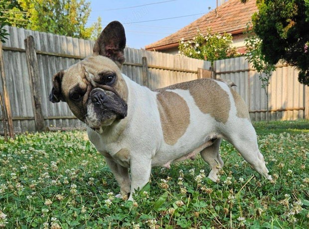 Francia bulldog szuka kutyus