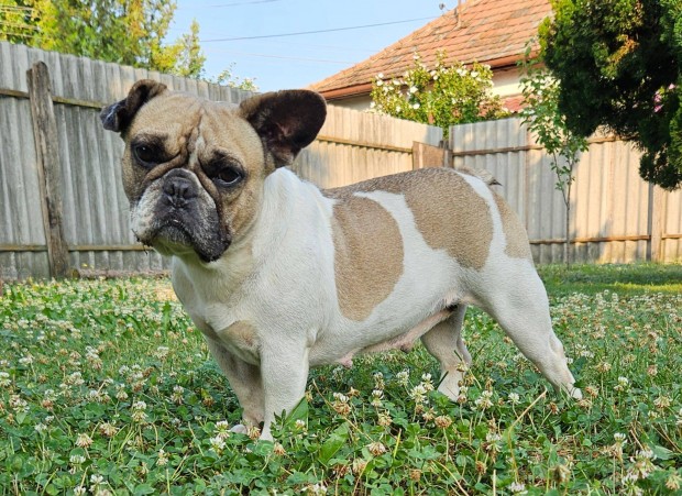 Francia bulldog szuka kutyus