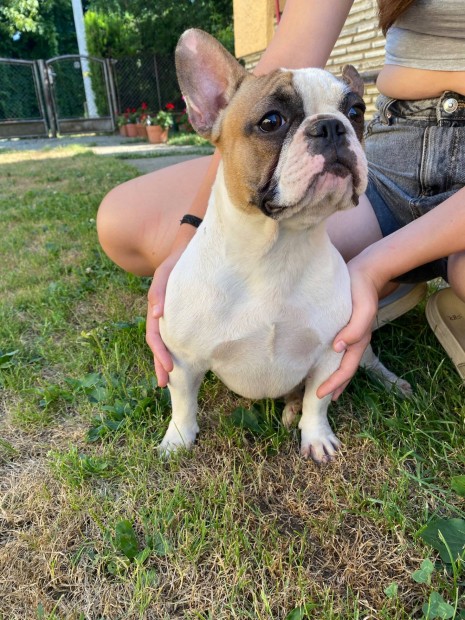 Francia bulldog trzsknyves kislny