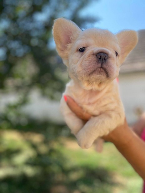 Franciabulldog jelleg hosszszr fik eladak